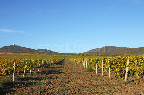 Foto stock: Vina · paisaje · temporada · de · otoño · agricultura · campo · verde