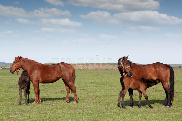foal feeding with milk on pasture Stock photo © goce