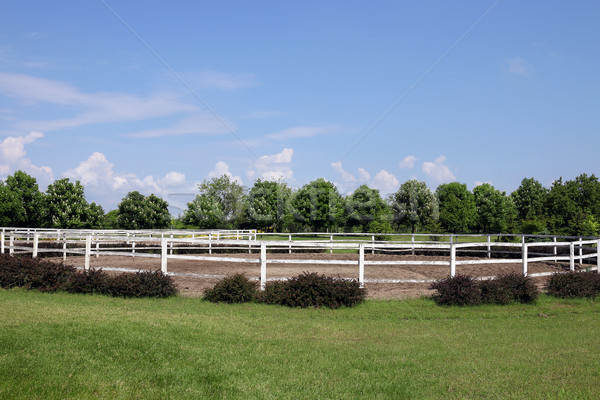 landscape with paddock trees and blue sky  Stock photo © goce
