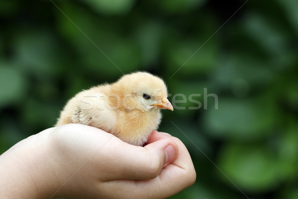 little yellow chicken in children hand Stock photo © goce