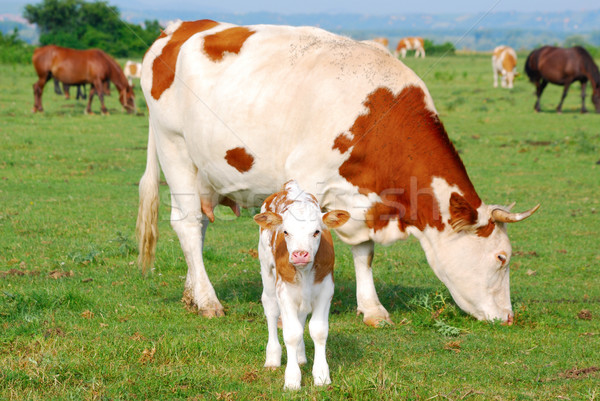 Fehér barna tehén farm szín vidék Stock fotó © goce