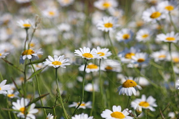 chamomile flower meadow spring season Stock photo © goce