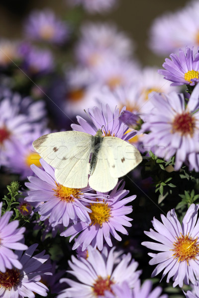 Papillon fleur nature été noir couleur [[stock_photo]] © goce