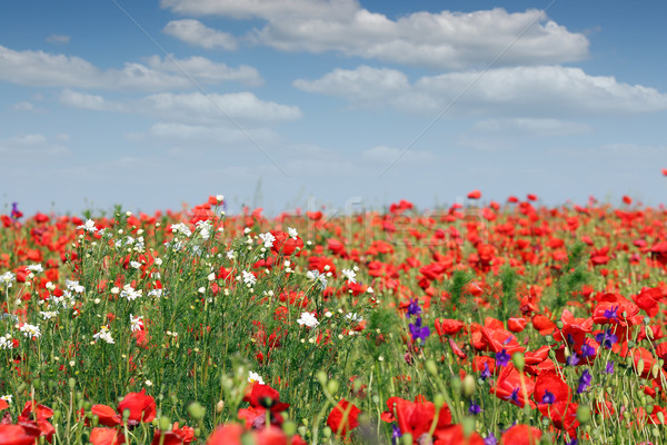 Stock foto: Wildblumen · Wiese · Frühling · Jahreszeit · Himmel · Natur