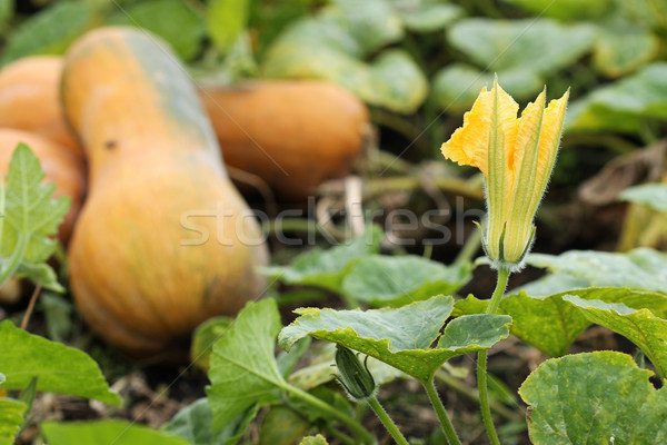pumpkin flower closeup garden autumn season Stock photo © goce