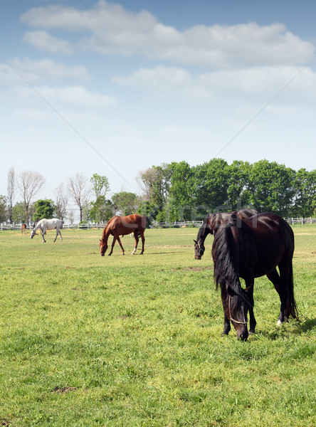 Nyáj lovak ranch jelenet fa természet Stock fotó © goce