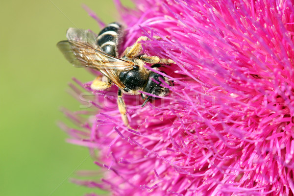 Foto stock: Abeja · néctar · primavera · temporada · naturaleza