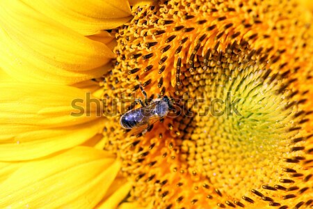 bee on sunflower close up Stock photo © goce