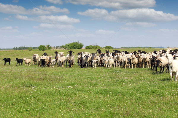 Nyáj birka fut mező zöld farm Stock fotó © goce