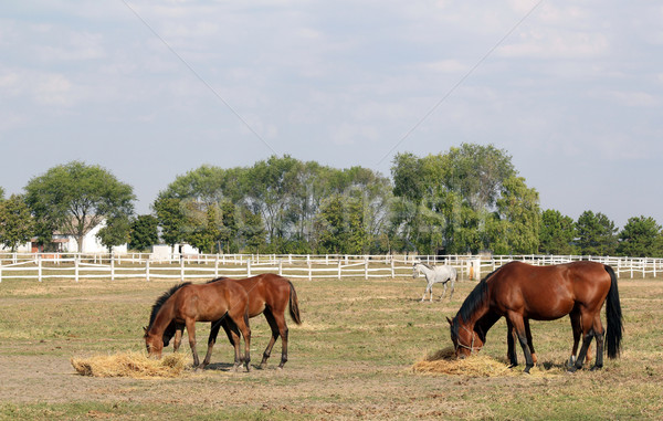 foals and horses eat hay in corral ranch scene Stock photo © goce