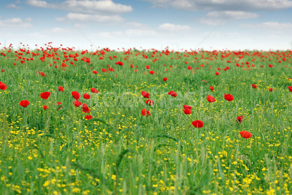 Primavera prato fiori di campo panorama cielo fiore Foto d'archivio © goce