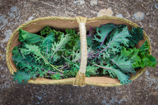 basket of freshly picked egological kale Stock photo © godfer