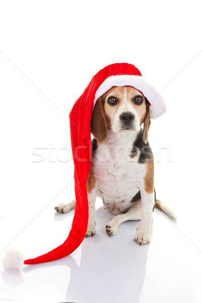 pet dog christmas holiday gift or present Stock photo © godfer