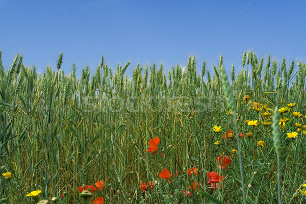 自然 春の花 成長 麦畑 美 ストックフォト © godfer