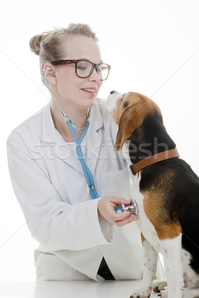 vet with dog Stock photo © godfer