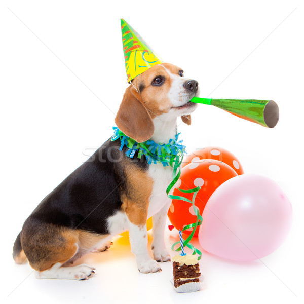 Câine petrecere animal zi de naştere aniversare Imagine de stoc © godfer