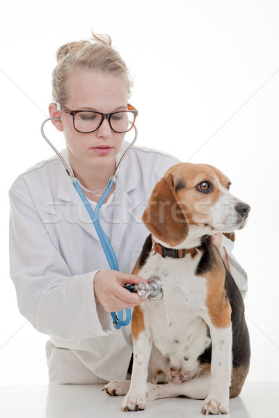 veterinarian examining dog Stock photo © godfer