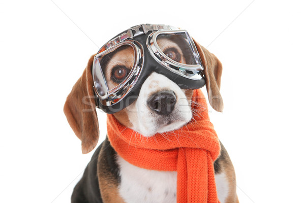 holiday pet concept, dog in flying glasses Stock photo © godfer