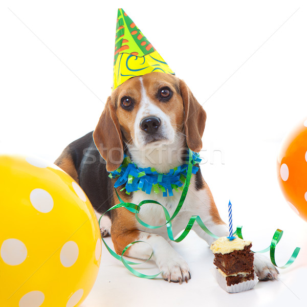 pet first birthday party  celebration Stock photo © godfer