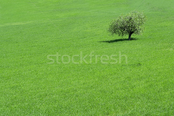 green field with a solitary  tree growing Stock photo © godfer