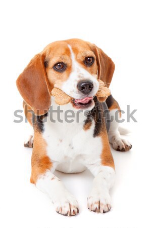Hund Keks beagle Hundeknochen Essen Stock foto © godfer