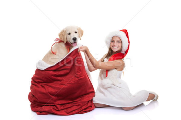 christmas holiday pet dog gift Stock photo © godfer