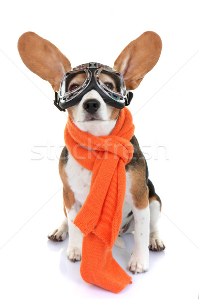 concept for travel or vacation pet aviator Stock photo © godfer