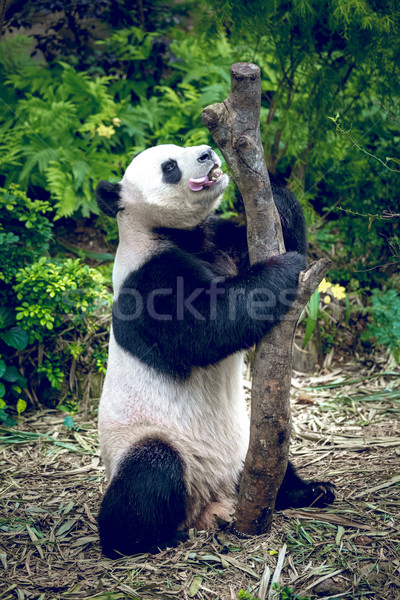 Foto stock: Gigante · panda · Cingapura · jardim · zoológico · árvore · floresta
