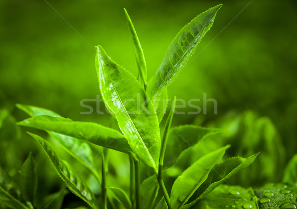 Herbaty plantacja Malezja charakter drzewo Zdjęcia stock © goinyk