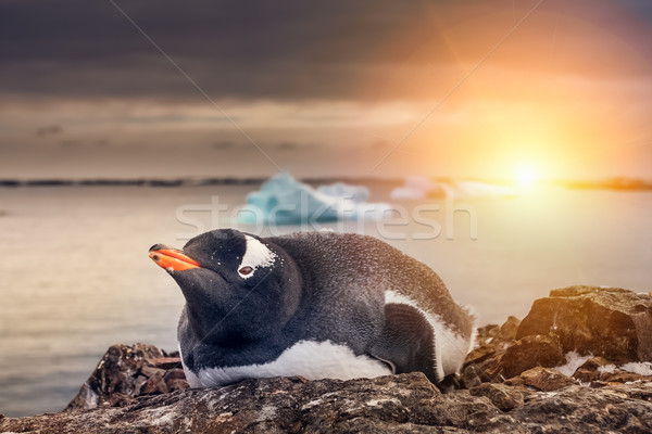 Pinguin zwart wit rock onderzoek water Stockfoto © goinyk