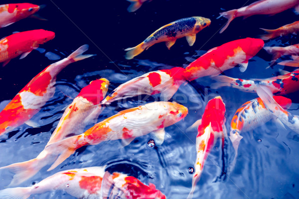 Foto stock: Koi · carpa · vermelho · ouro · branco