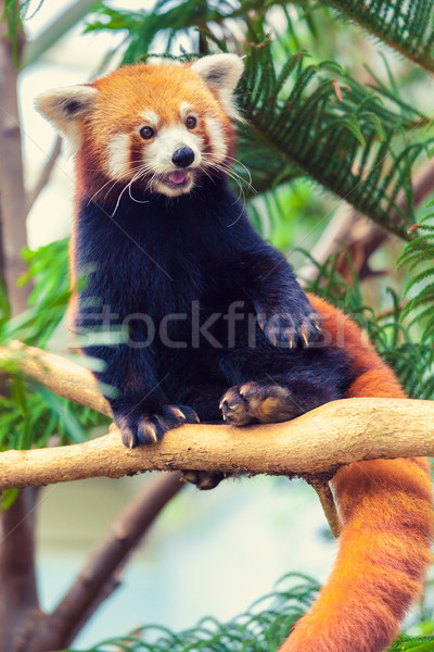 Red Panda Stock photo © goinyk