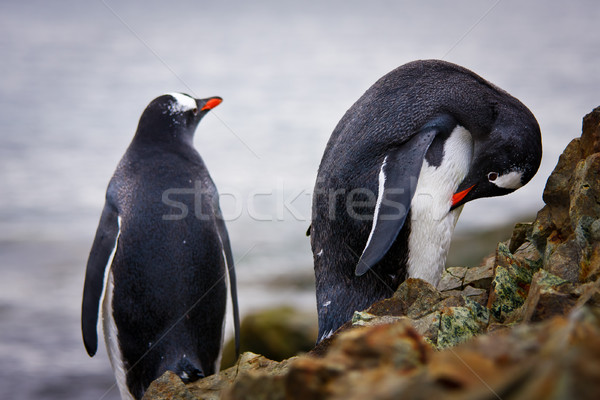 penguins on the rocks  Stock photo © goinyk