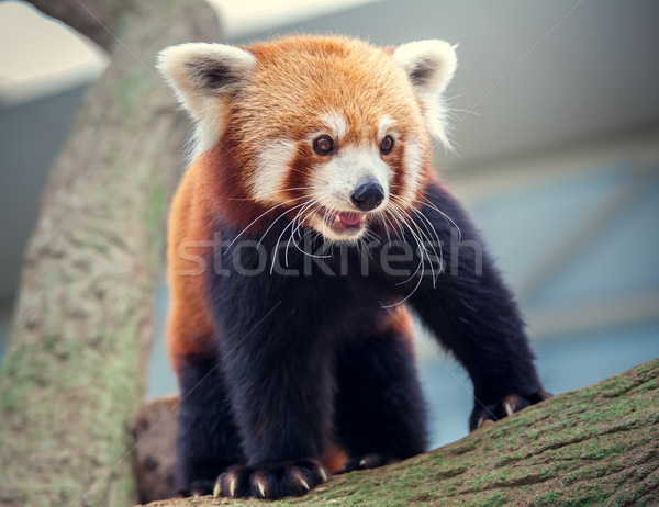 Stok fotoğraf: Kırmızı · panda · portre · kedi · yaprakları · bambu