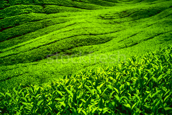 Tè piantagione Malaysia natura albero Foto d'archivio © goinyk