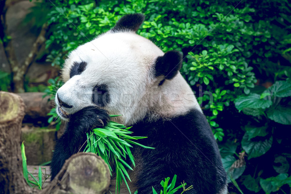 óriás panda éhes medve eszik bambusz Stock fotó © goinyk