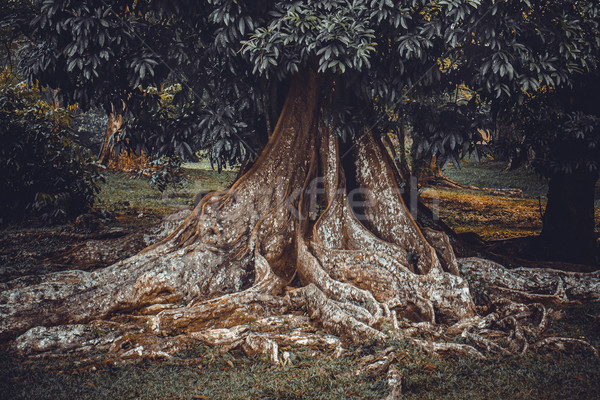 Grande árvore raiz floresta moda Foto stock © goinyk