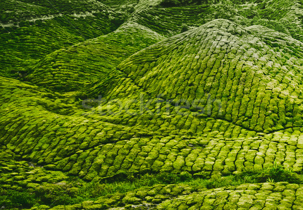 Сток-фото: чай · плантация · Малайзия · лес · пейзаж
