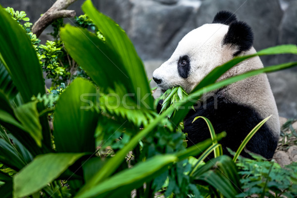 Gigant panda głodny ponosi jedzenie bambusa Zdjęcia stock © goinyk