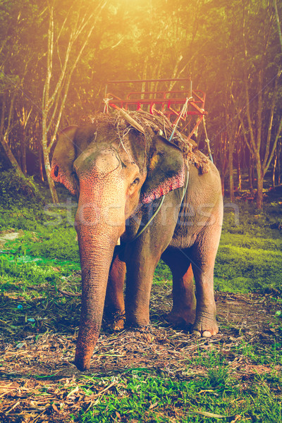Słoń Tajlandia lasu dżungli krabi drzewo Zdjęcia stock © goinyk