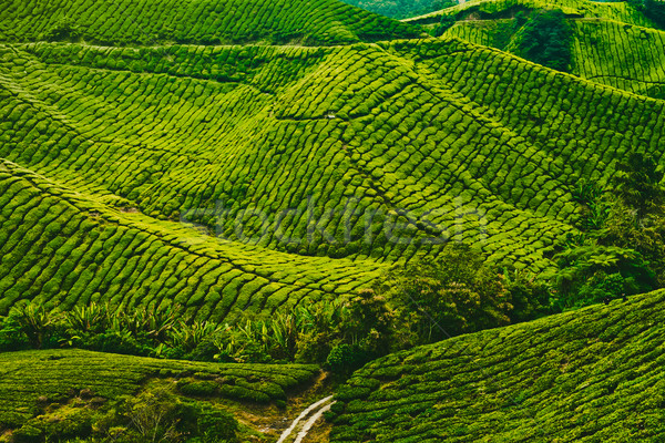 Herbaty plantacja Malezja ogród piękna Zdjęcia stock © goinyk