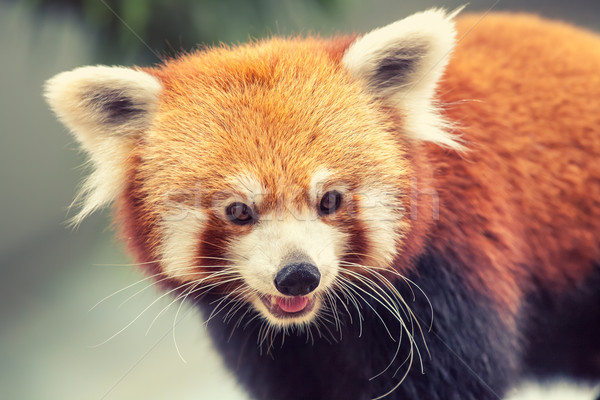 Red Panda Stock photo © goinyk