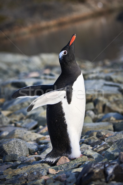 Schwarz weiß Pinguin Felsen Wasser glücklich Schnee Stock foto © goinyk