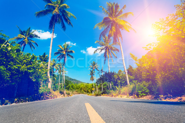 Foto stock: Agradable · carretera · palmeras · cielo · azul · nube · casa