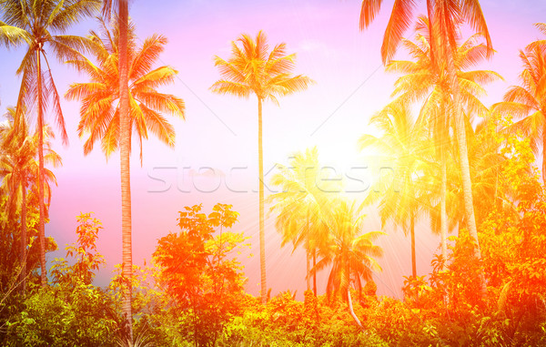 Tropische mooie kokosnoot palmen Thailand Stockfoto © goinyk