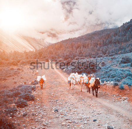 Trekking in Nepal Stock photo © goinyk