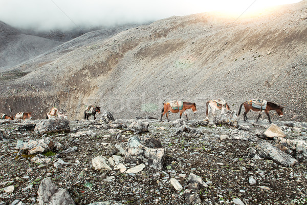 Stock photo: Trekking in Nepal