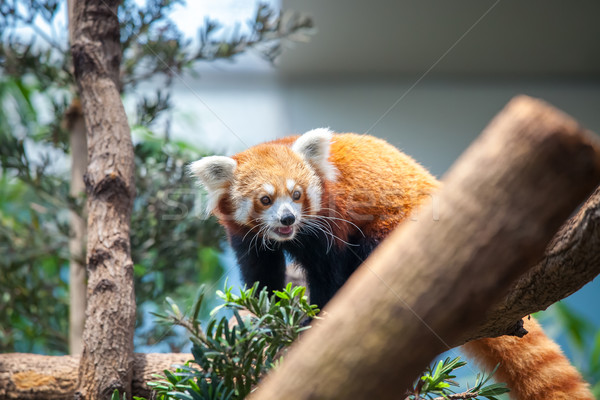 Red Panda Stock photo © goinyk