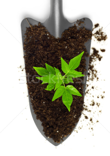 Growing plant on a trowel Stock photo © goir