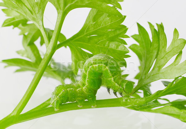 有害 葉 蠕蟲 動物 平衡 昆蟲 商業照片 © goir
